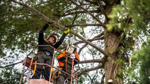 Imagen del portafolio del curso Poda, Corte y Trabajo en Altura con Norma NFPA 70E