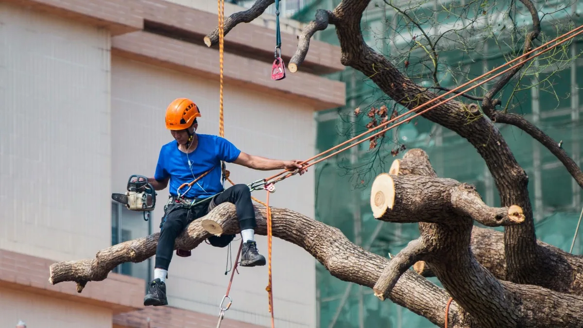 Imagen del portafolio del curso Poda, Corte y Trabajo en Altura con Norma NFPA 70E